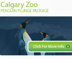 Penguin Plunge Package