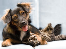 Pet Friendly Calgary Hotel Pet Friendly Calgary Hotel